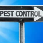 Comprehensive Pest Control Guide: Heat Treatment & Mice Extermination Services